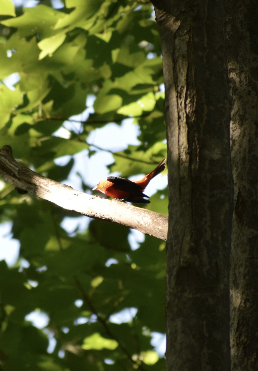 Scarlet Tanager - ML638556219