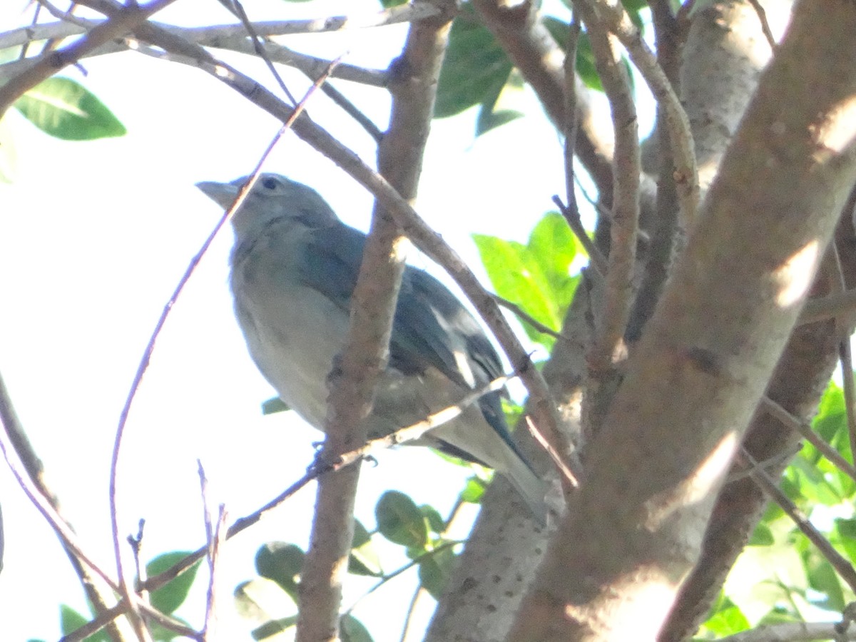 Sayaca Tanager - ML638556224