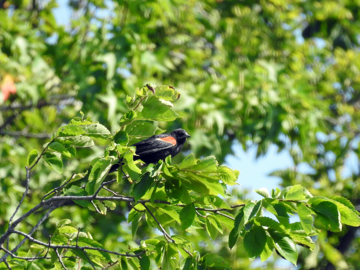 Red-winged Blackbird - ML638556230