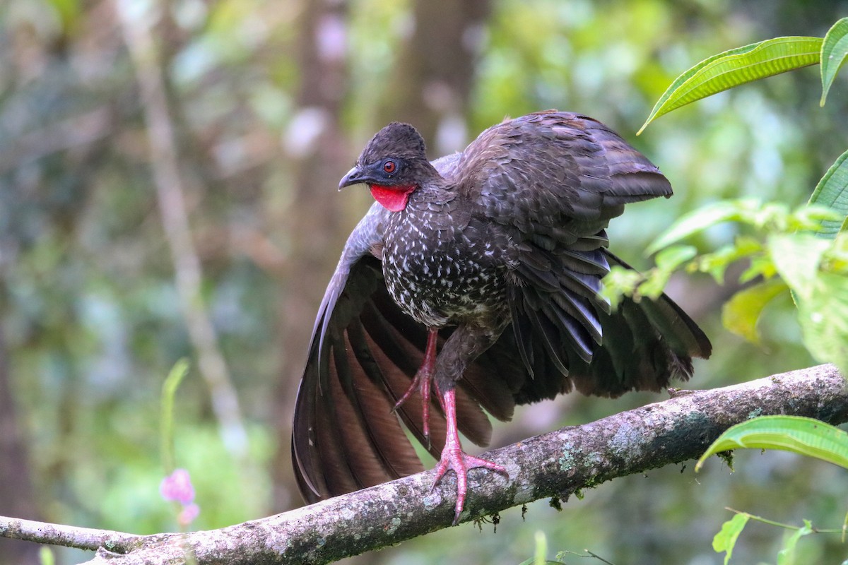 Crested Guan - ML638556241