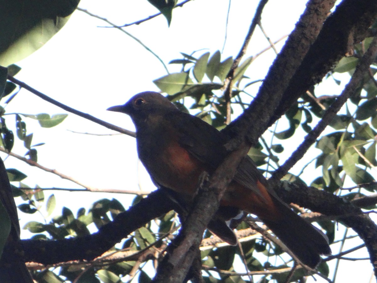 Rufous-bellied Thrush - ML638556252