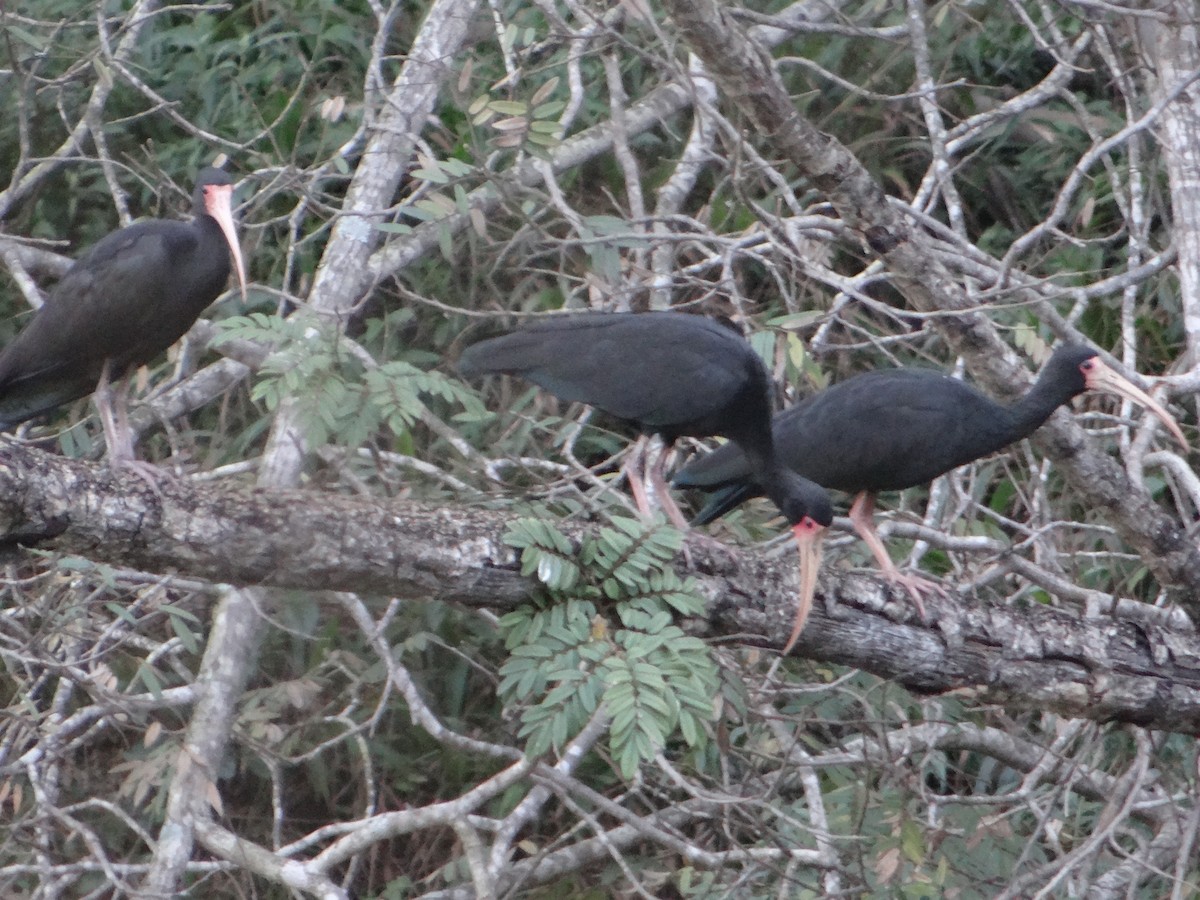 Bare-faced Ibis - ML638556301