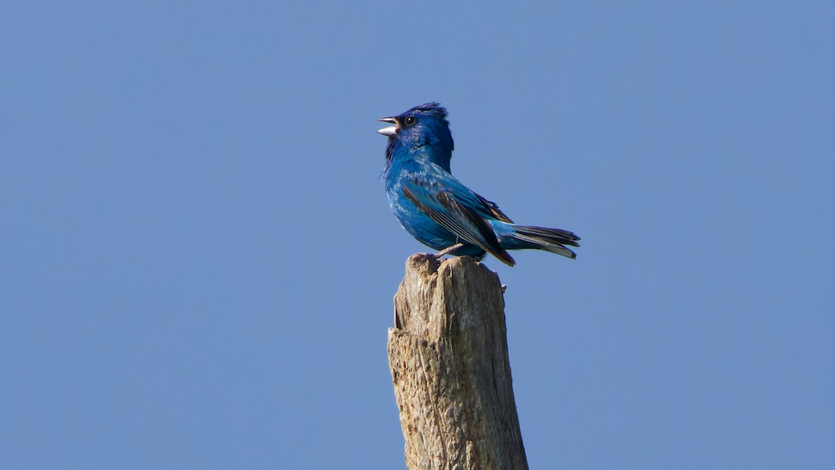 Indigo Bunting - ML638556317