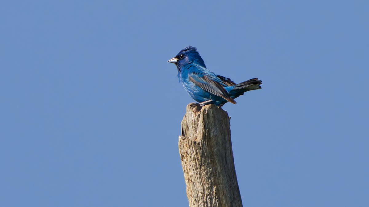 Indigo Bunting - ML638556322