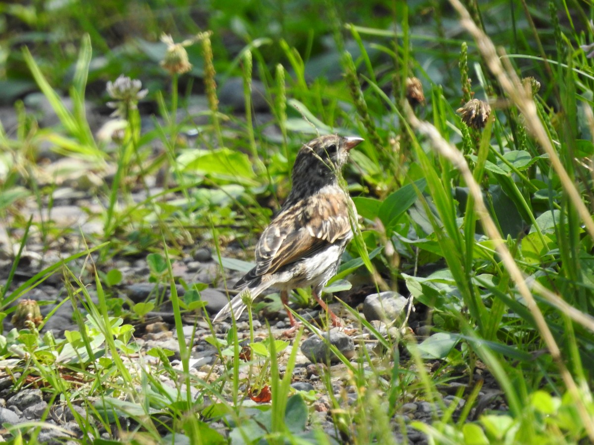 Chipping Sparrow - ML638556341