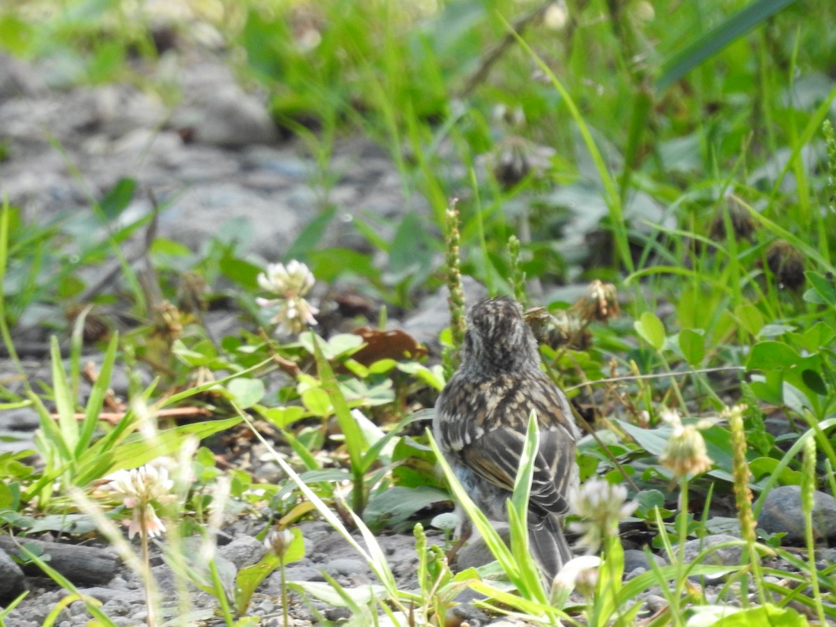 Chipping Sparrow - ML638556342