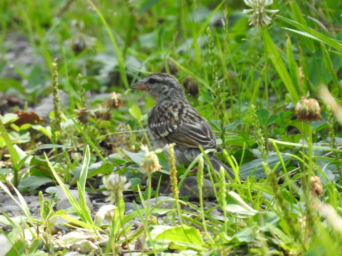 Chipping Sparrow - ML638556343