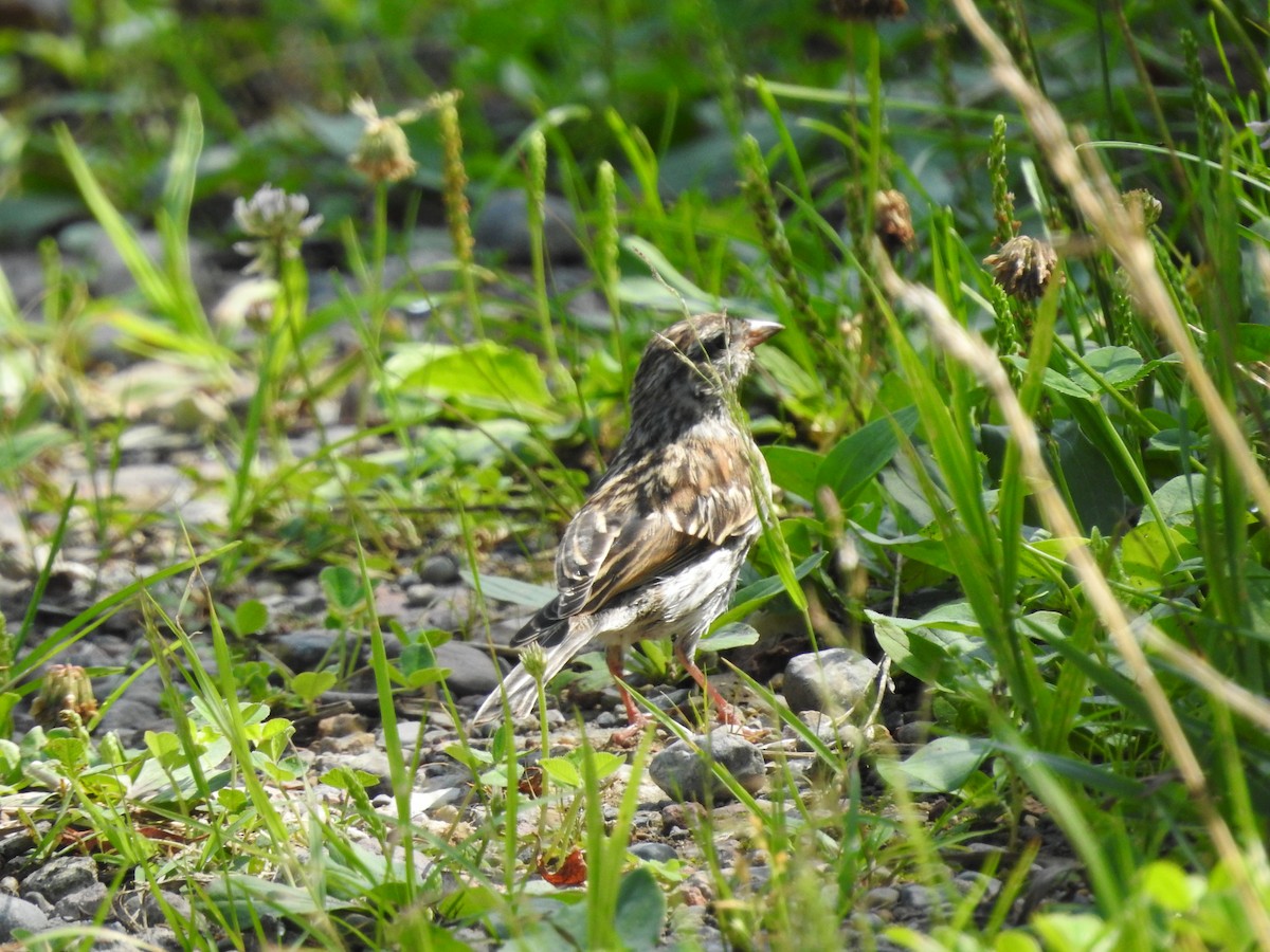 Chipping Sparrow - ML638556344