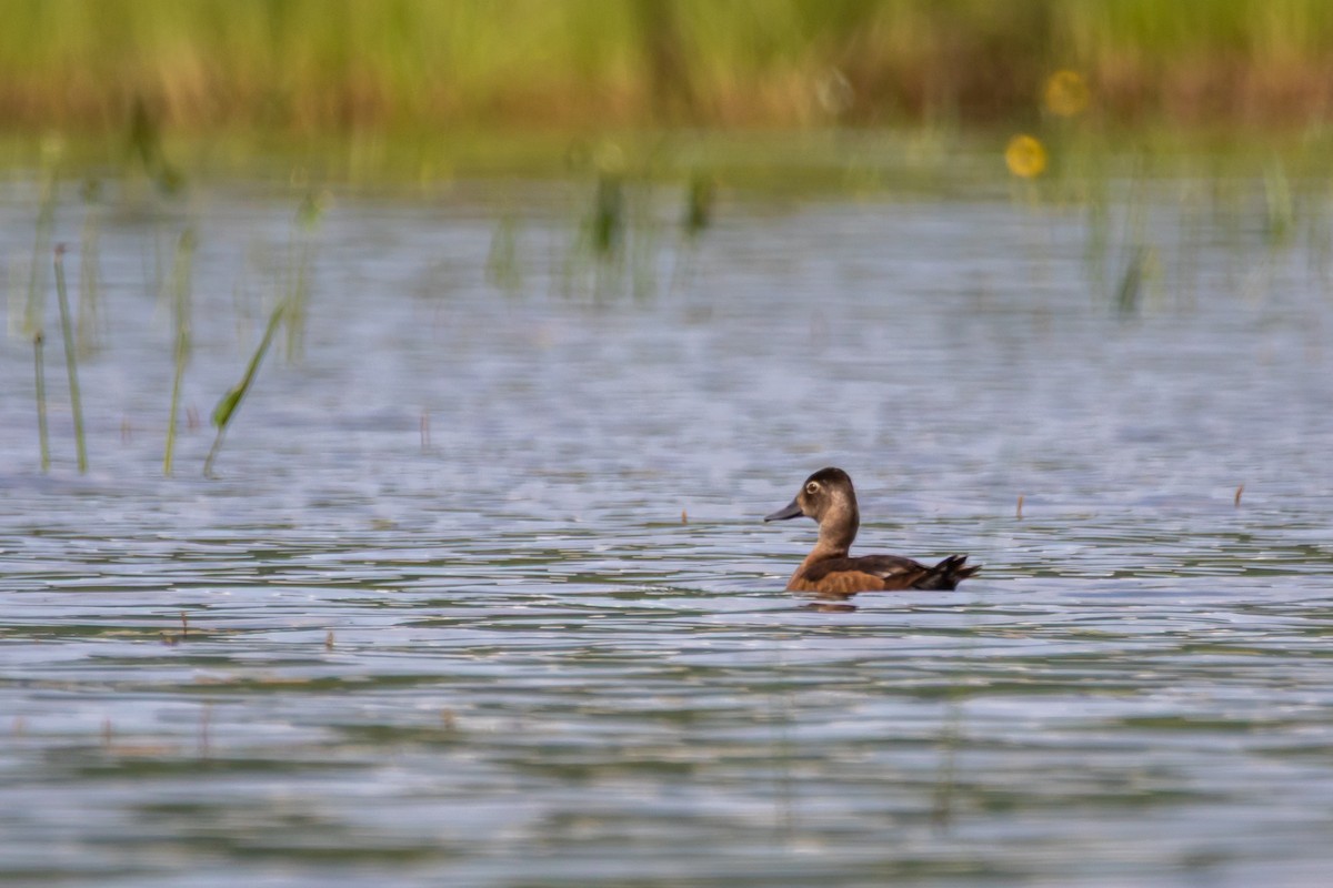 Ring-necked Duck - ML638556474