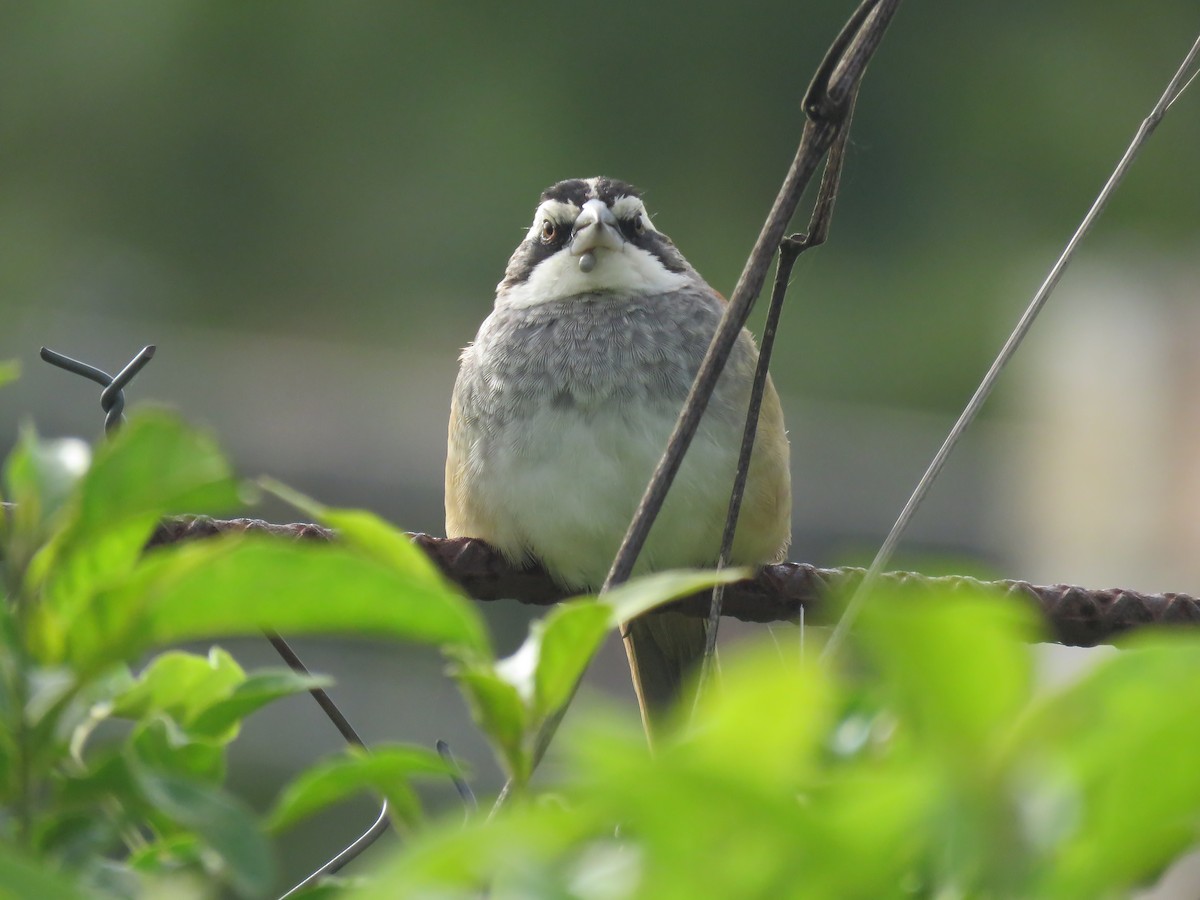 Stripe-headed Sparrow - ML638556498