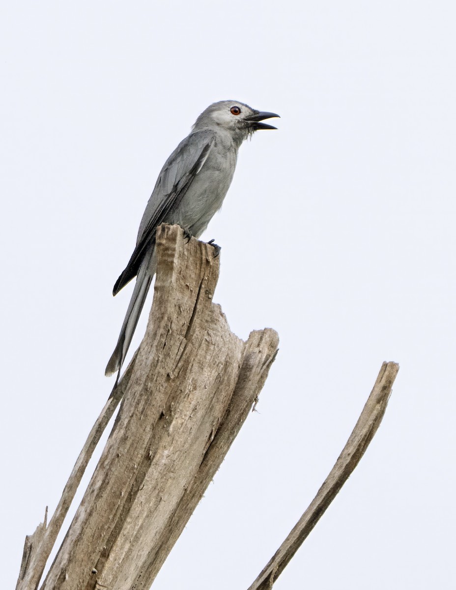 Ashy Drongo - ML638556499