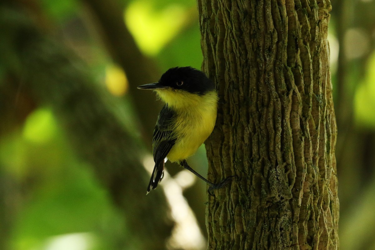 Common Tody-Flycatcher - ML638556500