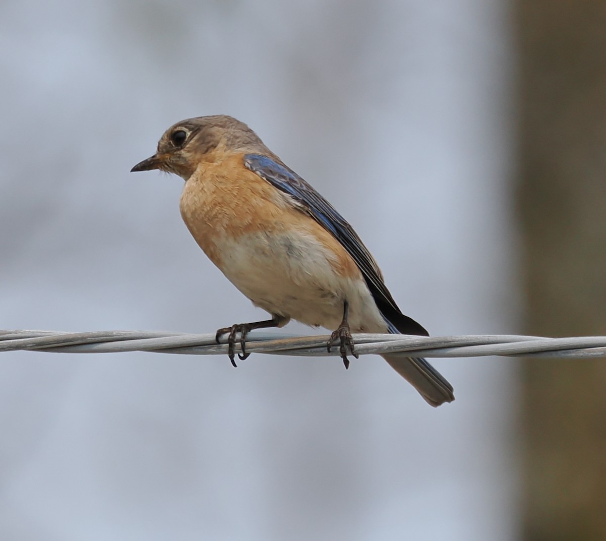Eastern Bluebird - ML638556519