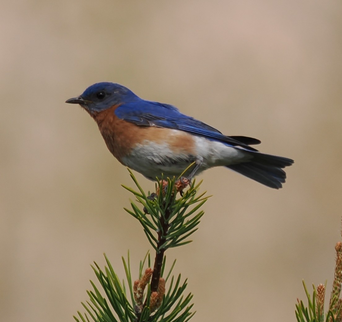 Eastern Bluebird - ML638556520