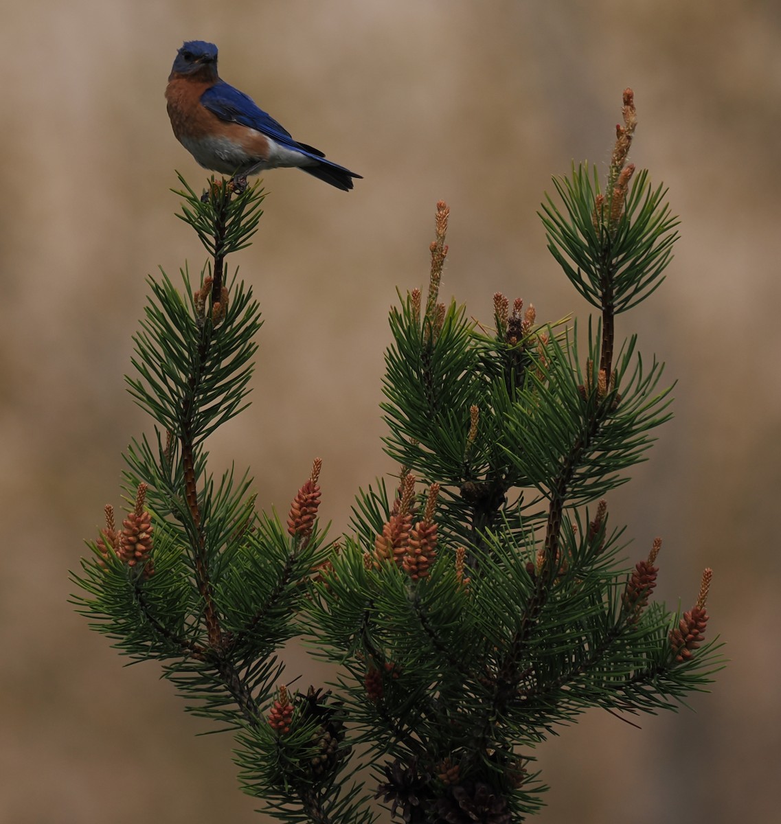 Eastern Bluebird - ML638556521