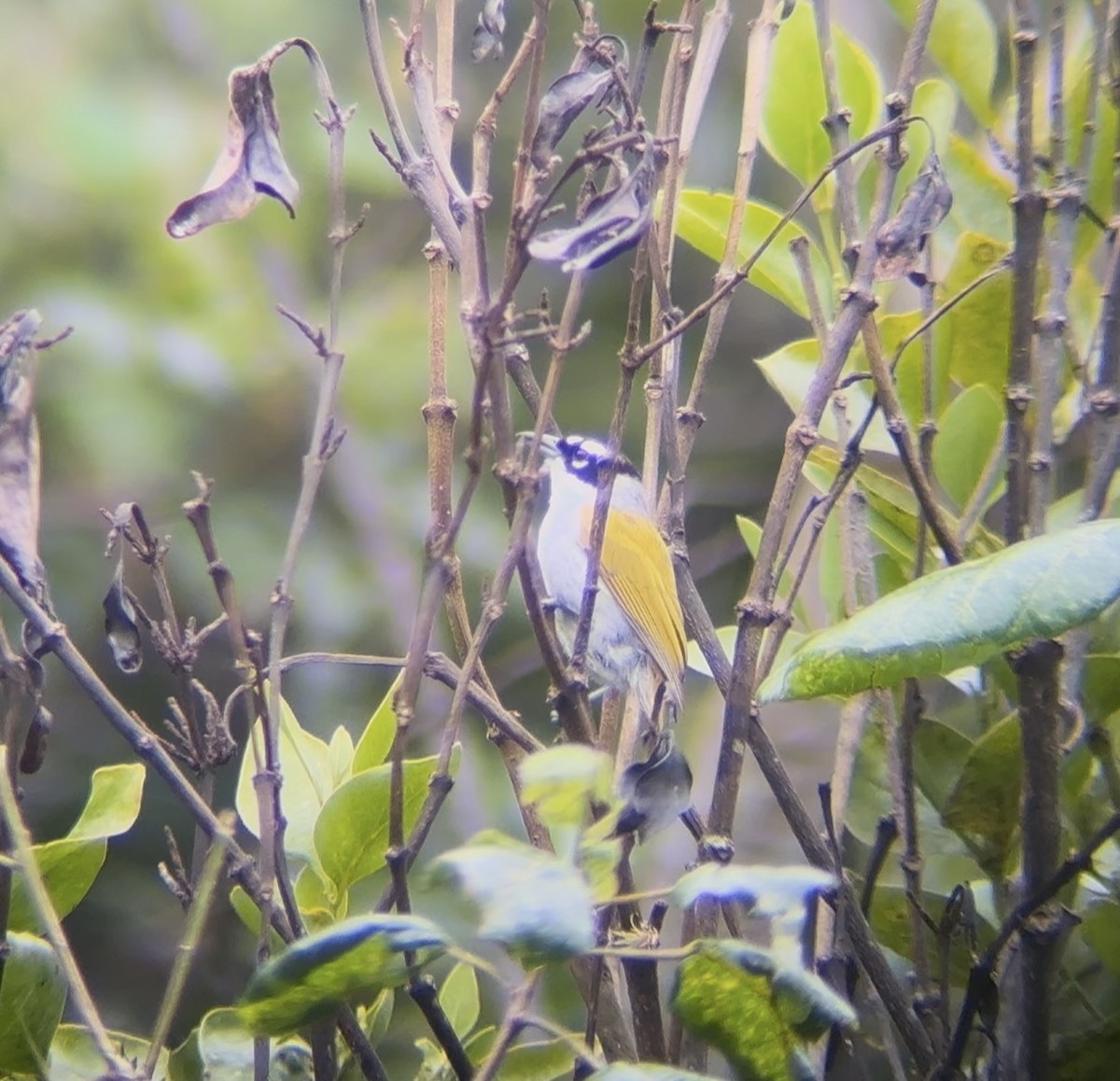 Black-crowned Palm-Tanager - ML638556534