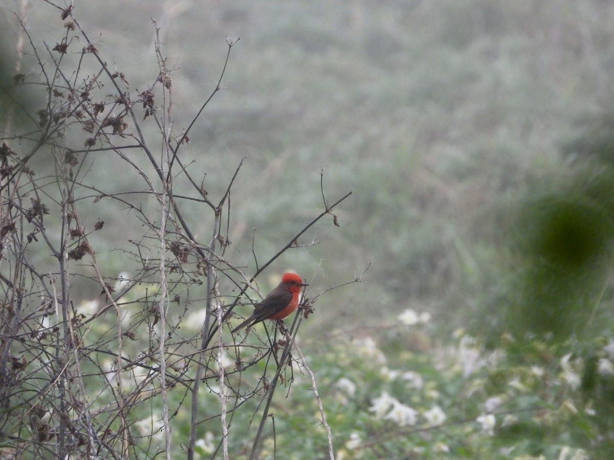 Vermilion Flycatcher (Northern) - ML638556537
