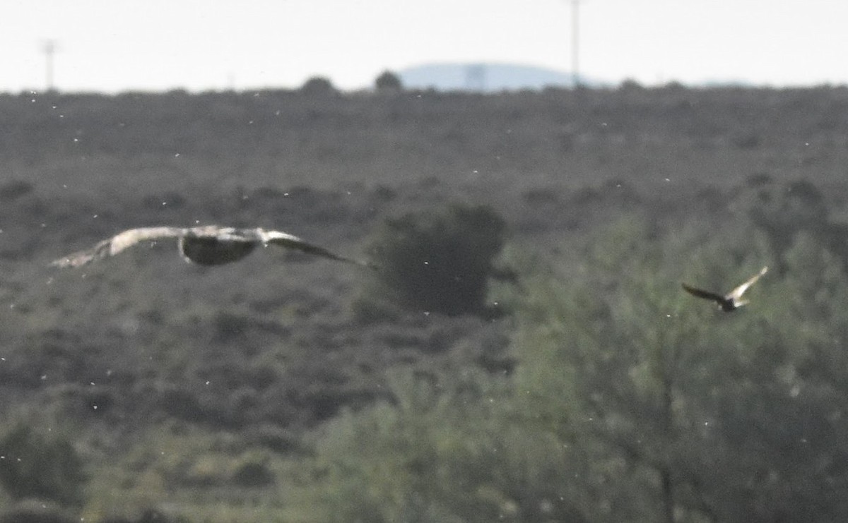 Short-eared Owl (Northern) - ML638556550