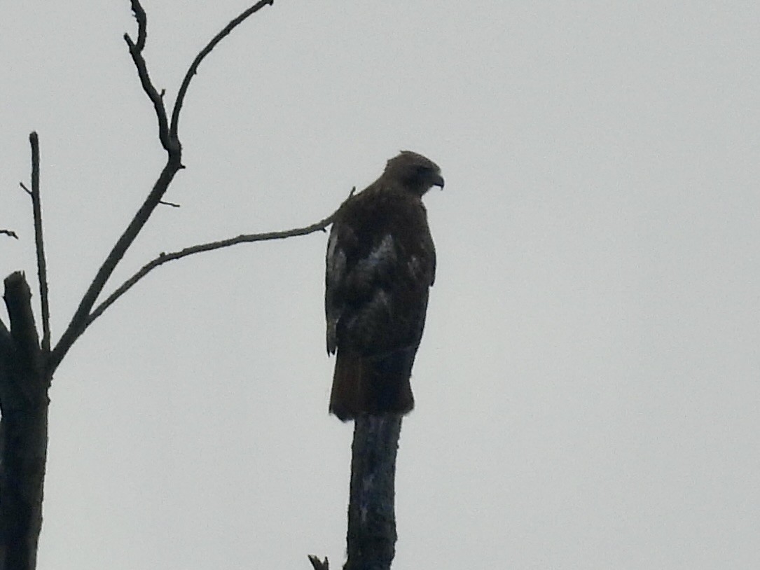 Red-tailed Hawk - ML638556608