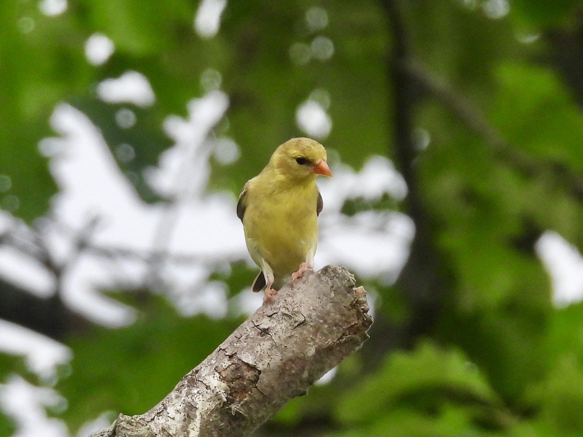 American Goldfinch - ML638556621