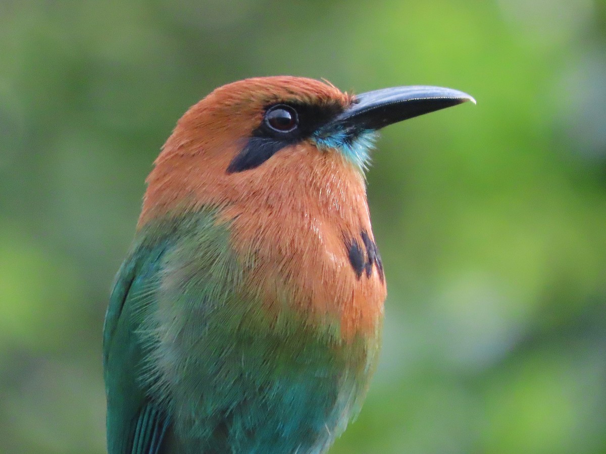 Broad-billed Motmot - ML638556624
