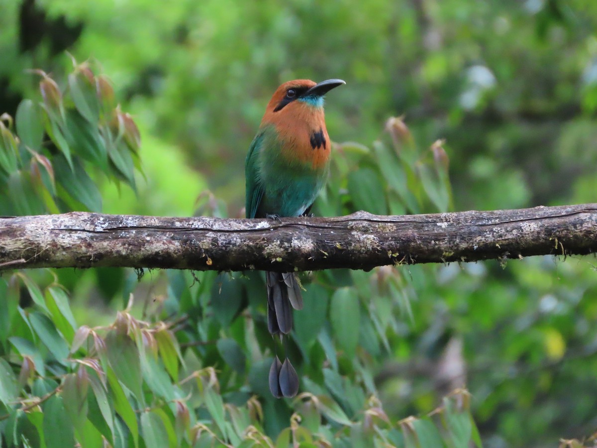 Broad-billed Motmot - ML638556628