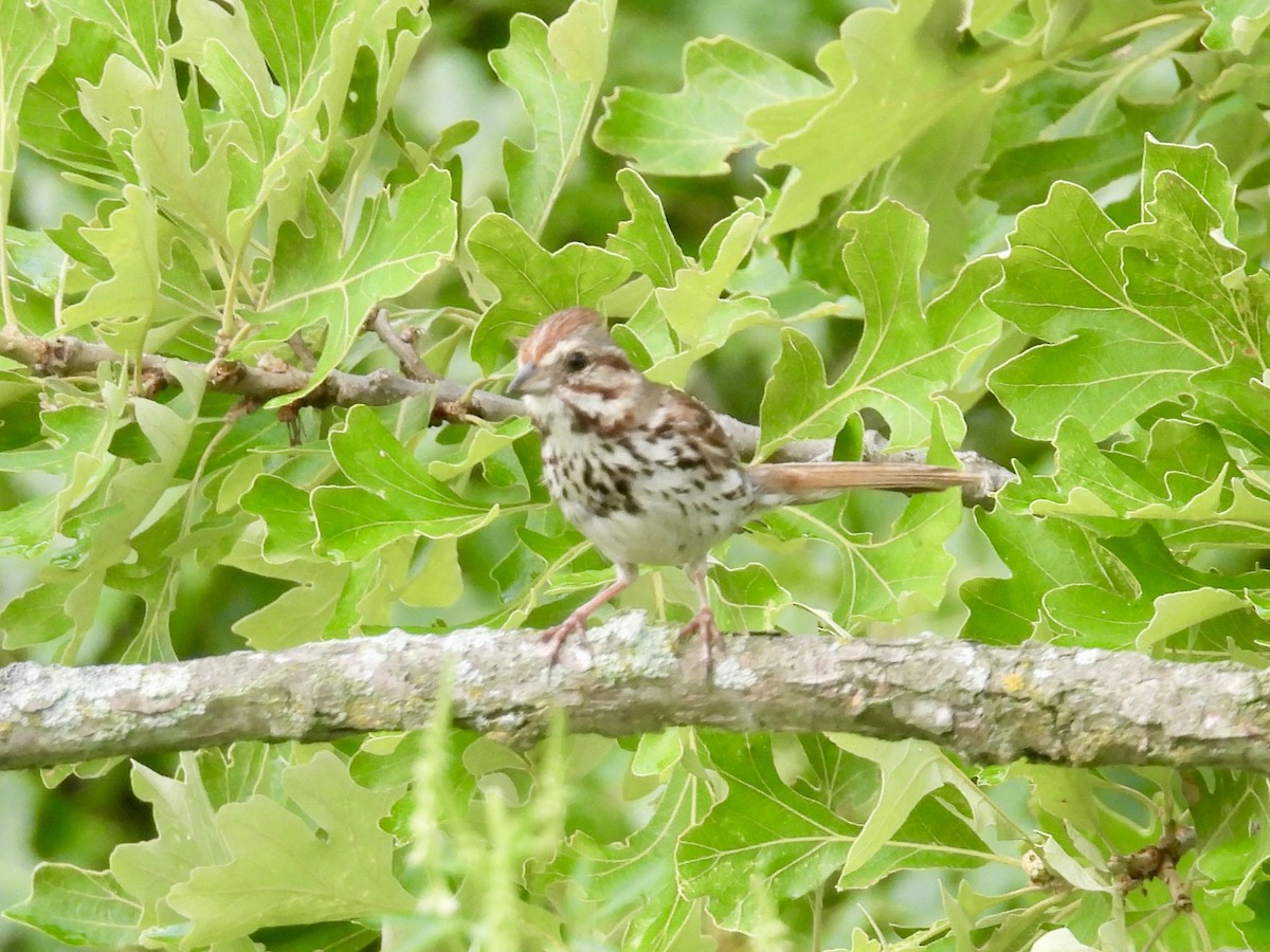 Song Sparrow - ML638556630