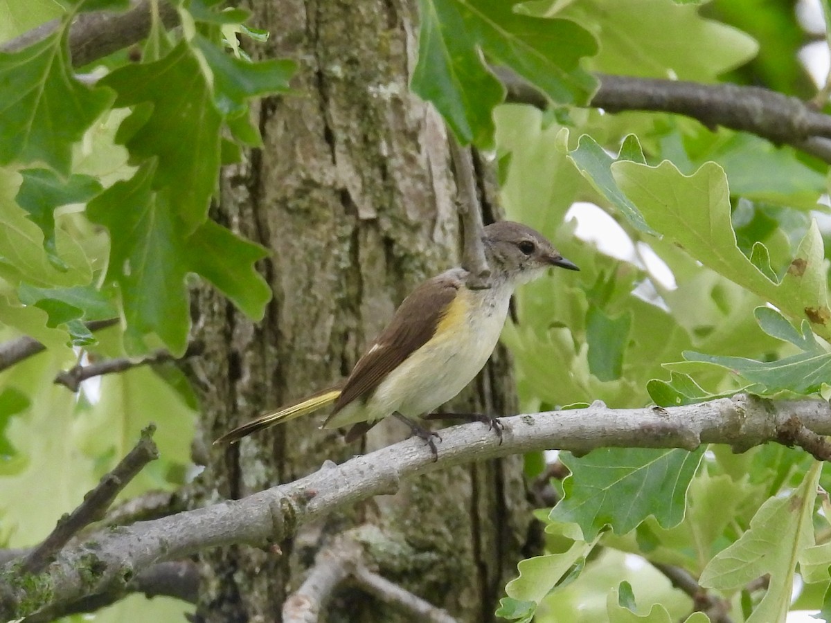 American Redstart - ML638556635