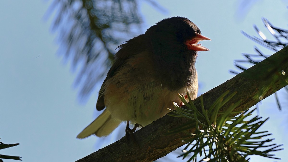 Dark-eyed Junco - ML638556712