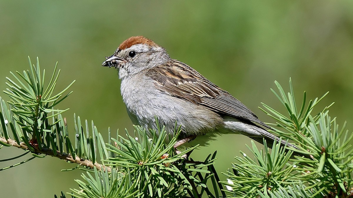 Chipping Sparrow - ML638556716