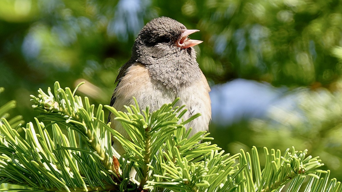 Dark-eyed Junco - ML638556723