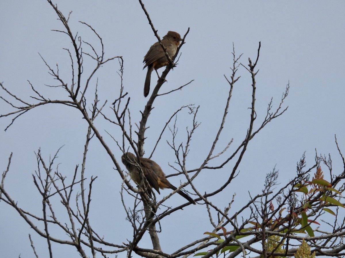 California Towhee - ML638556747
