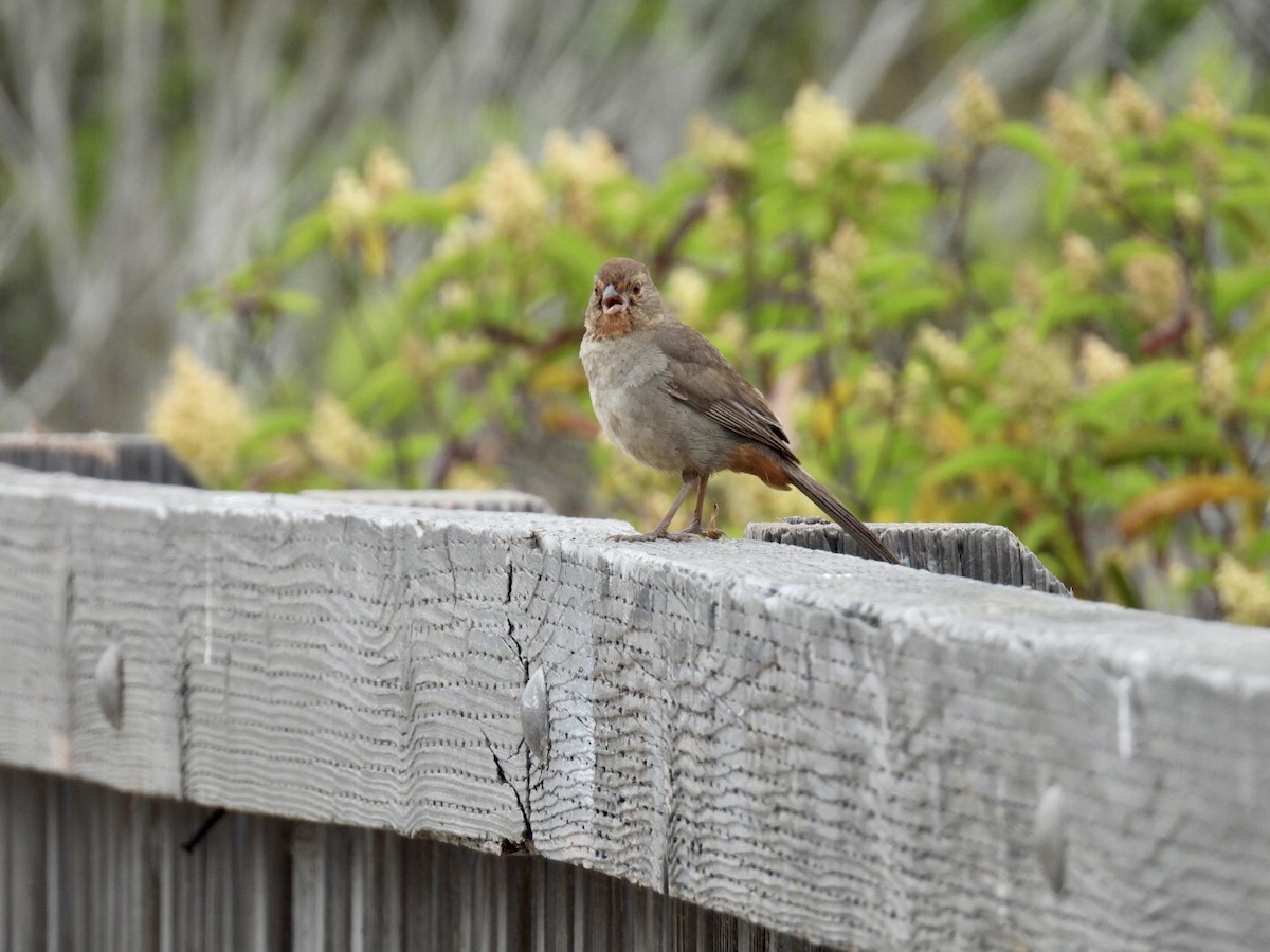 California Towhee - ML638556748
