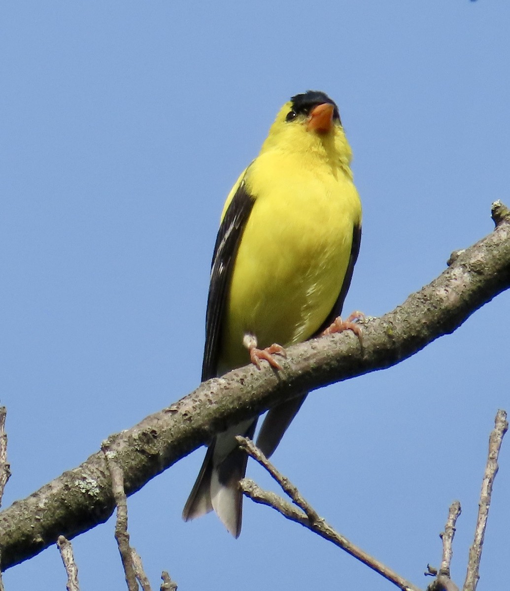 American Goldfinch - ML638556756