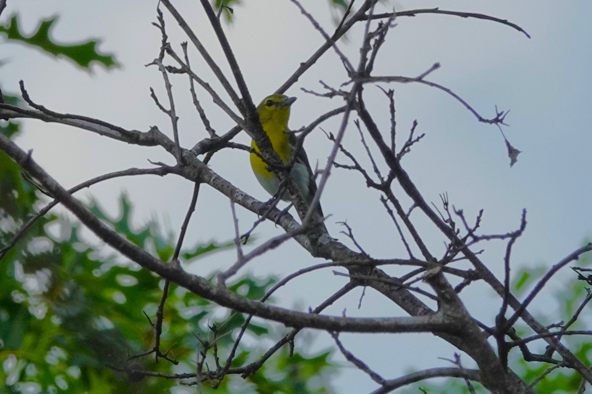 Yellow-throated Vireo - ML638556785