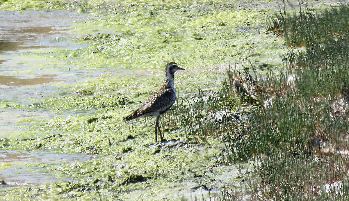 Pacific Golden-Plover - ML638556805