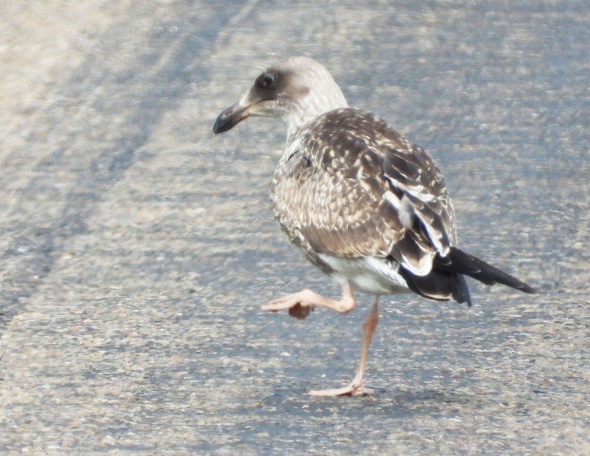 gull sp. - ML638556838