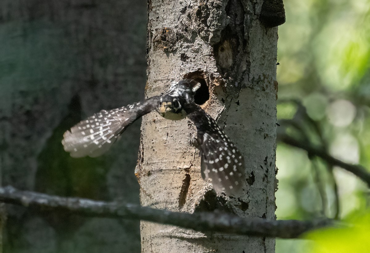 セジロアカゲラ - ML638556852