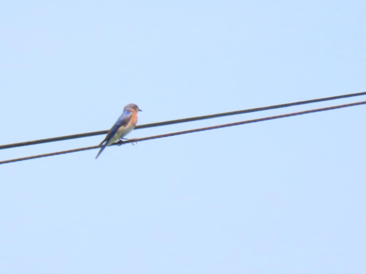 Eastern Bluebird - ML638556862