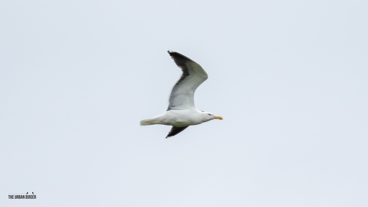 Great Black-backed Gull - ML638556874