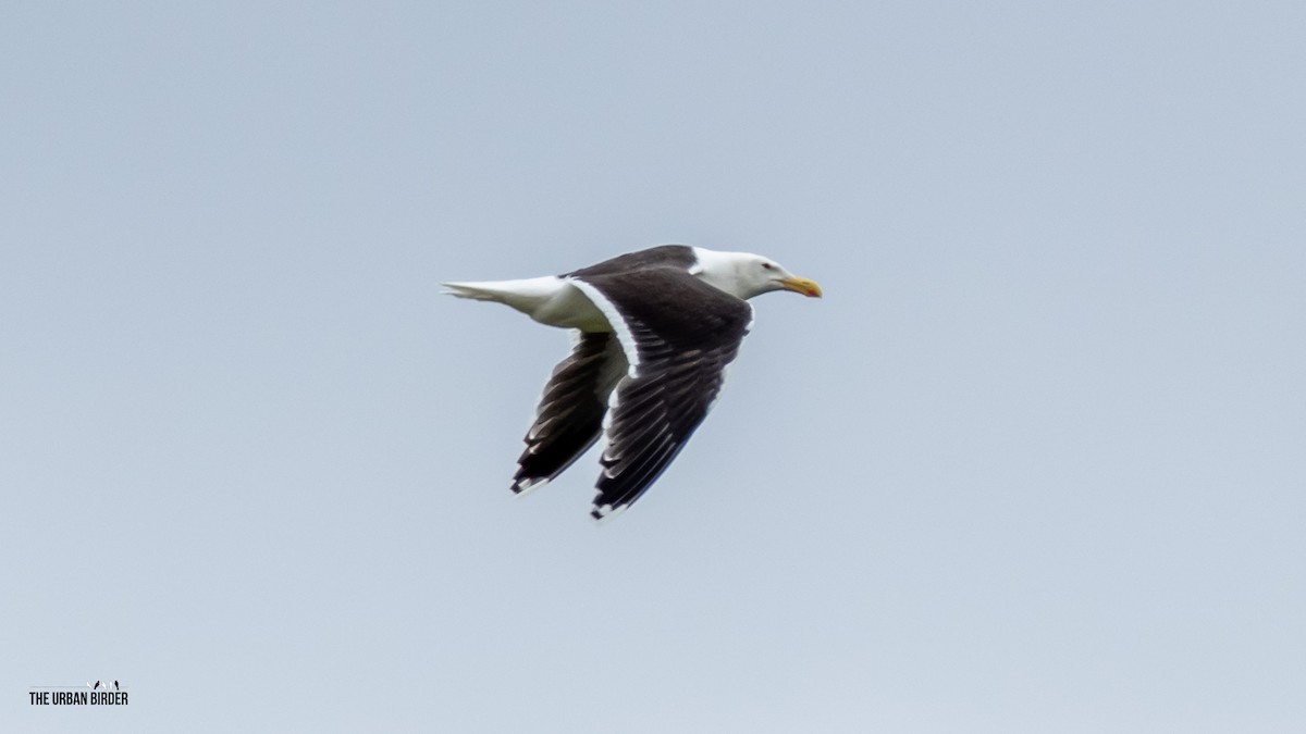 Great Black-backed Gull - ML638556875