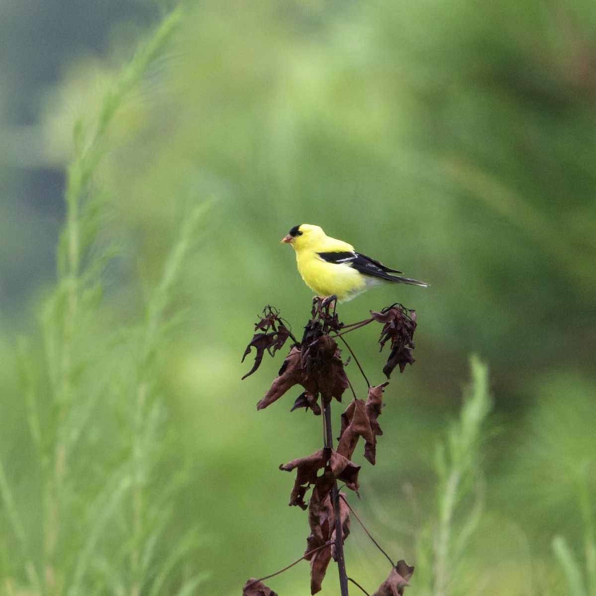 American Goldfinch - ML638556876