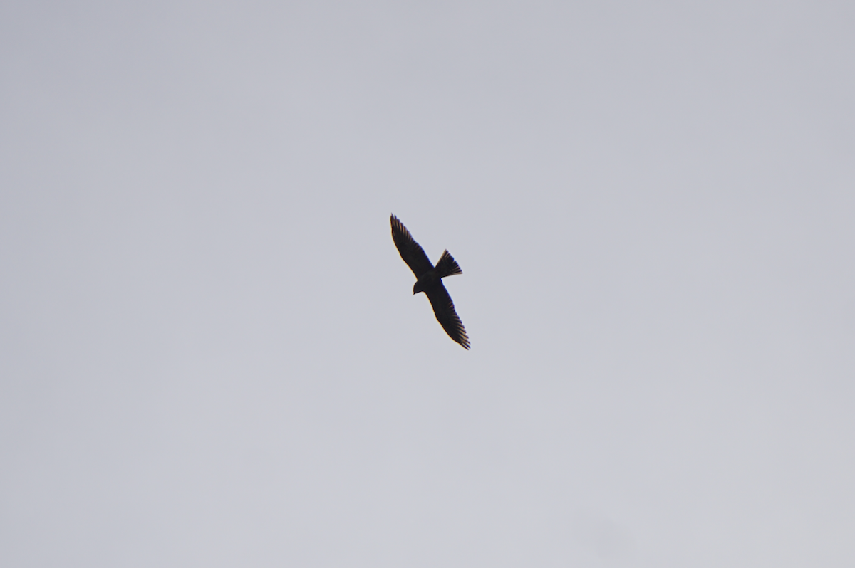 Mississippi Kite - ML638556886