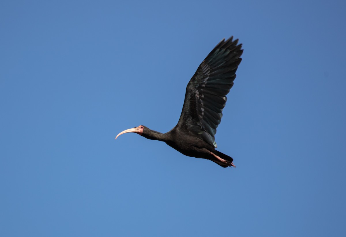 ibis tmavý - ML638556891