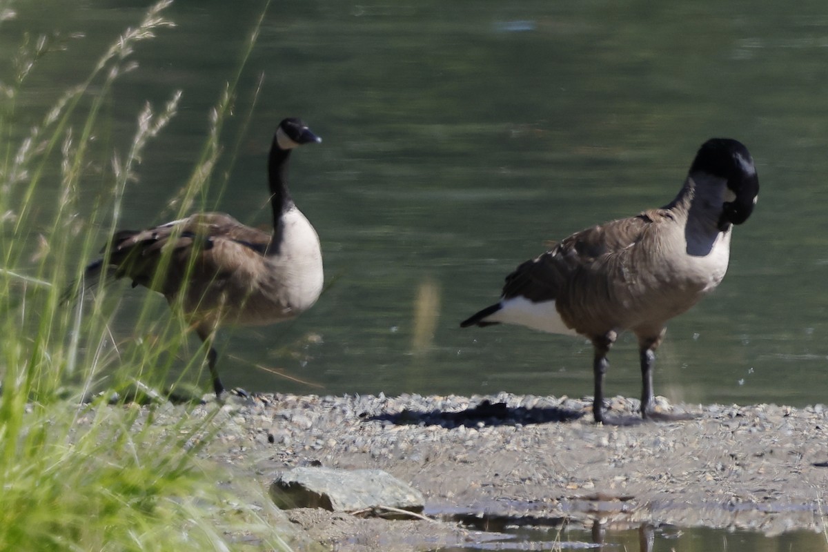 Canada Goose - ML638556895