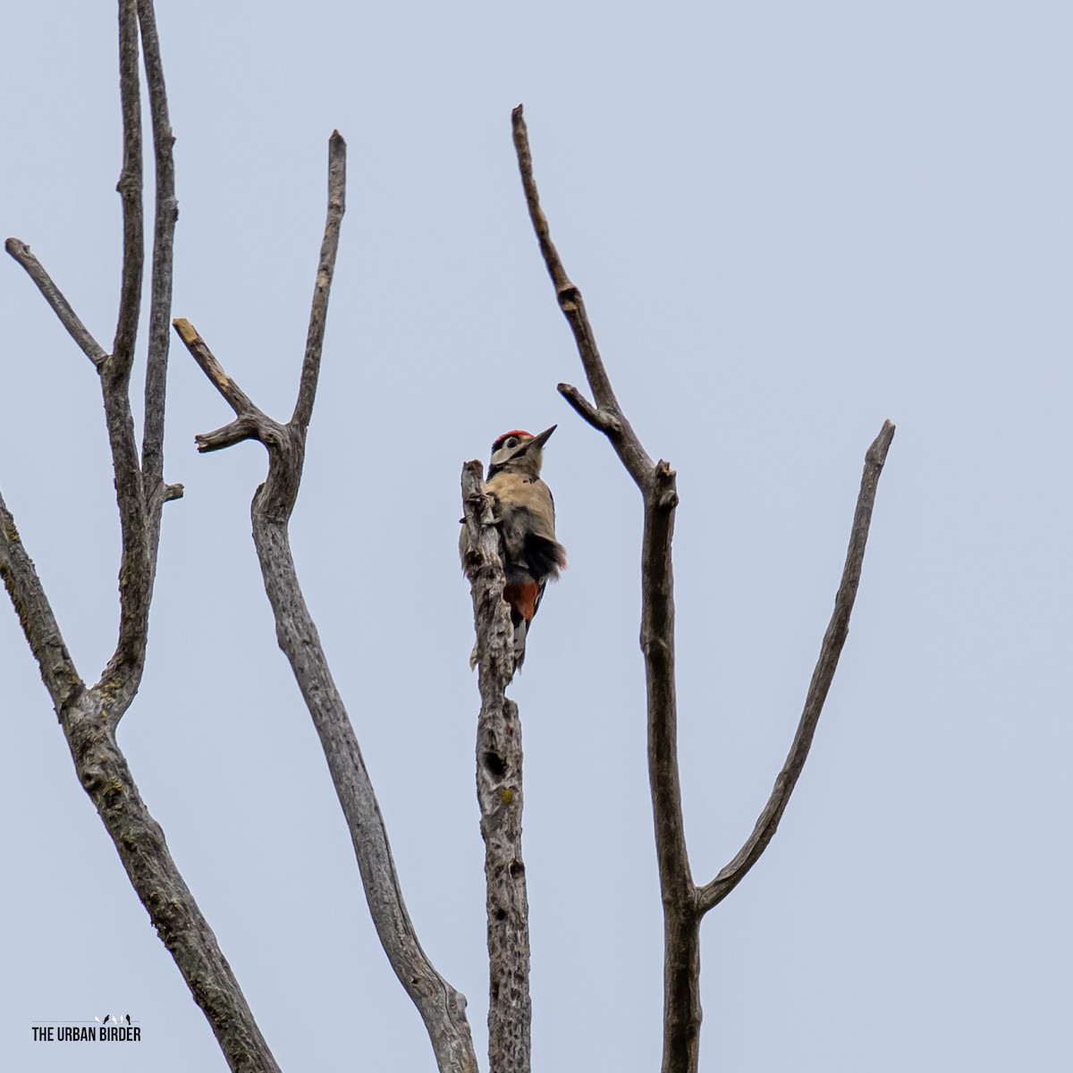 Great Spotted Woodpecker - ML638556909