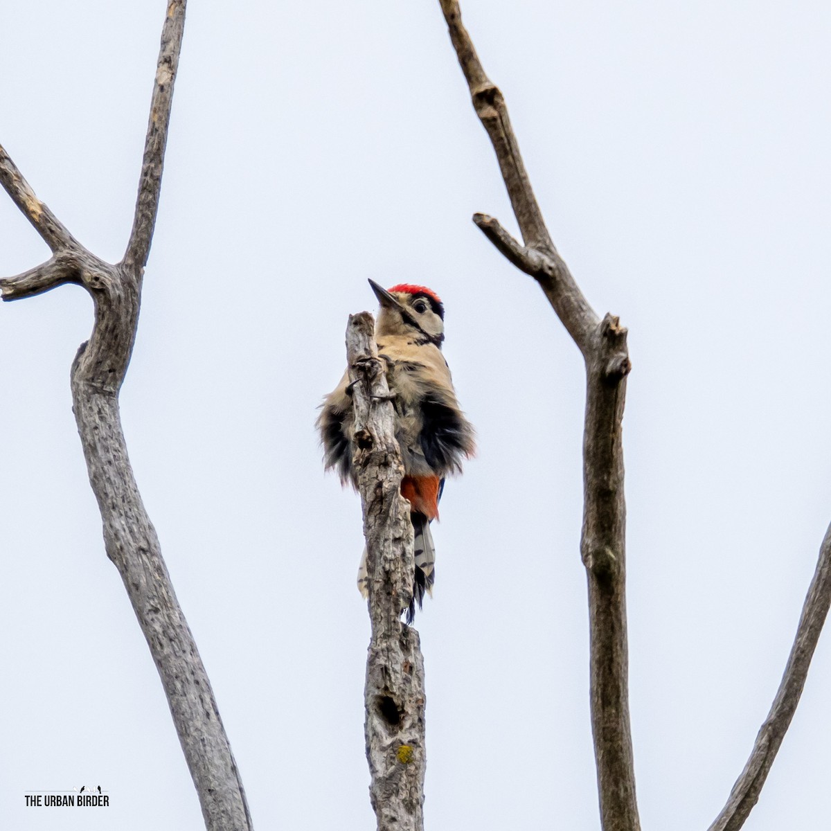 Great Spotted Woodpecker - ML638556910