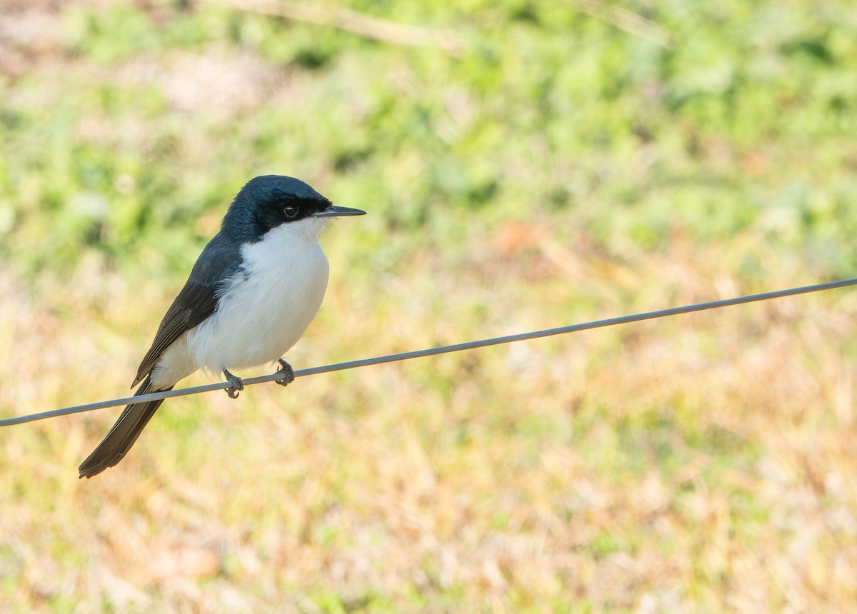 Restless Flycatcher - ML638556941