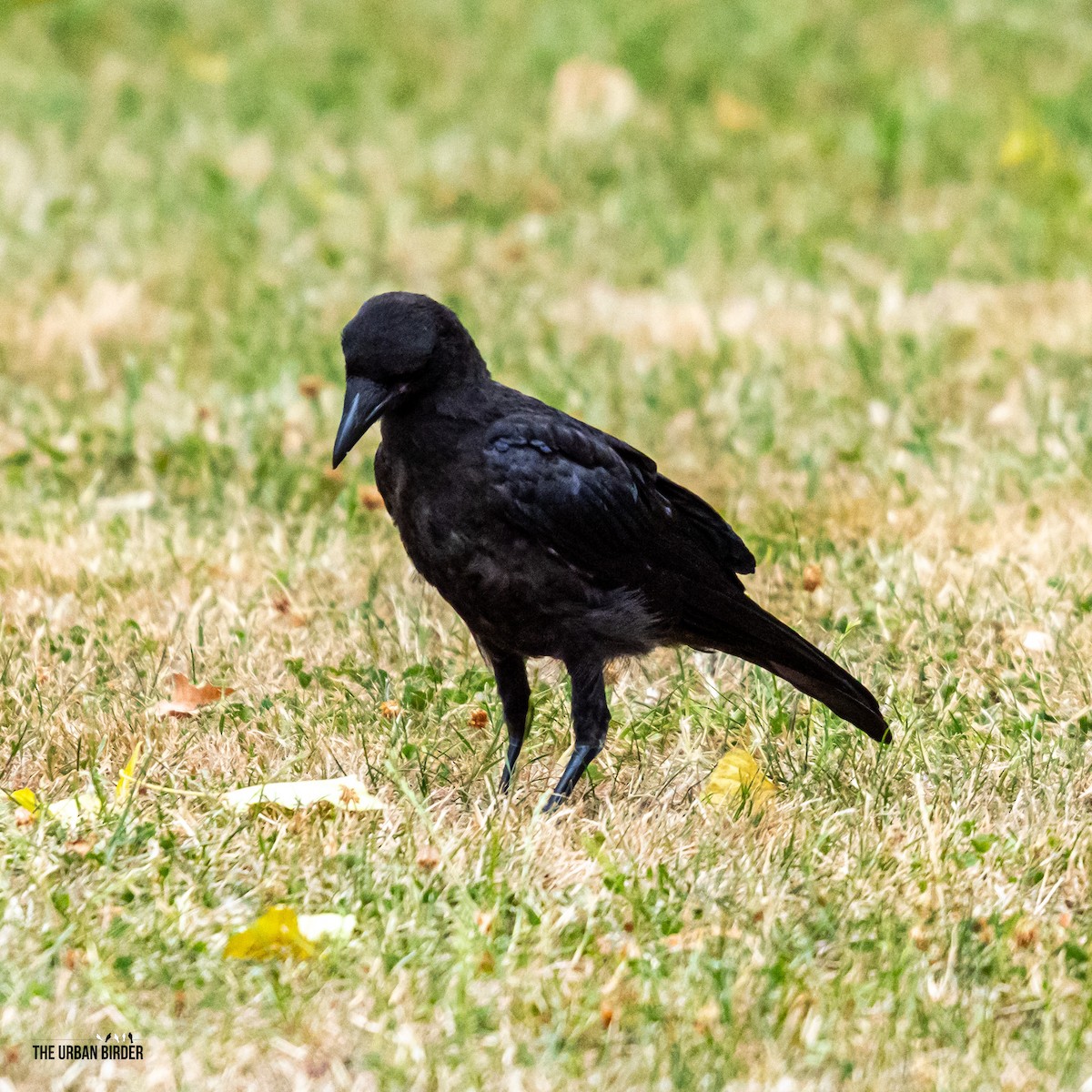 Carrion Crow - ML638556944