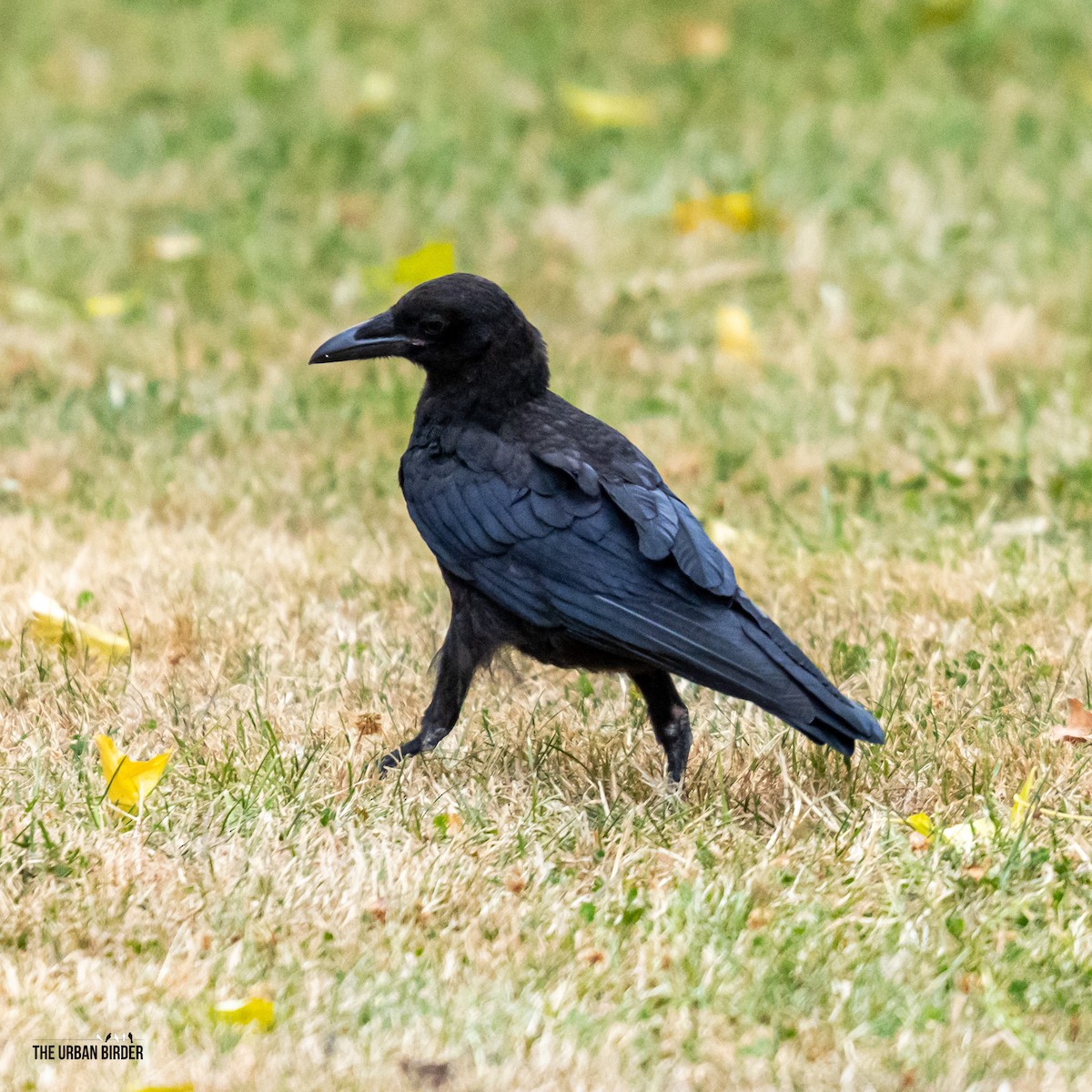 Carrion Crow - ML638556945